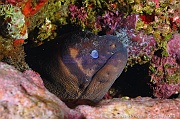 Gymnothorax unicolor-Acores Miguel Ile Villa O-21m-20170825-Denis-ADER-DSC_0291_tn